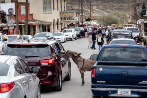Esel auf der Straße in Oatman